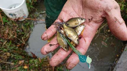 Fischfang in unseren Teichen