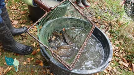 Frische Fische aus dem Teich