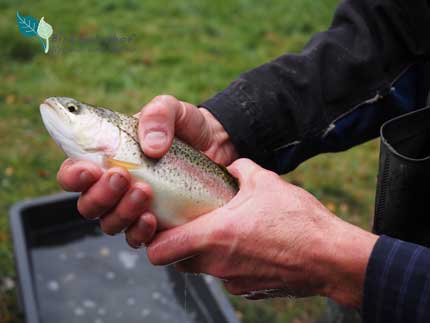 Abfischen am Birkholmhof