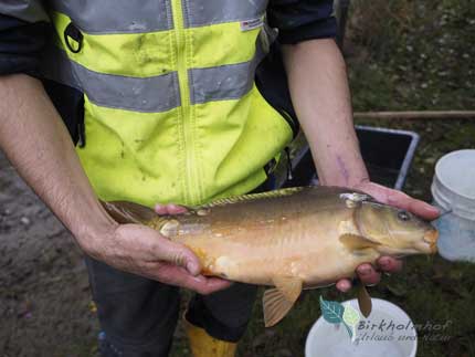 Abfischen am Birkholmhof