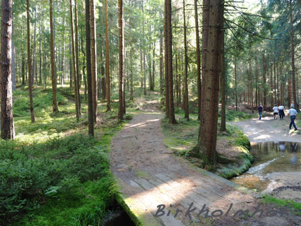 Malerischer Wanderweg beim Bierwandertag Friedenfels