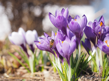 Frühlingsblumen und erste Blüten in Bayern