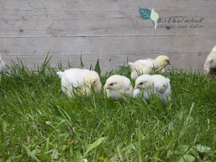 Kleine Küken erkunden den Bauernhof