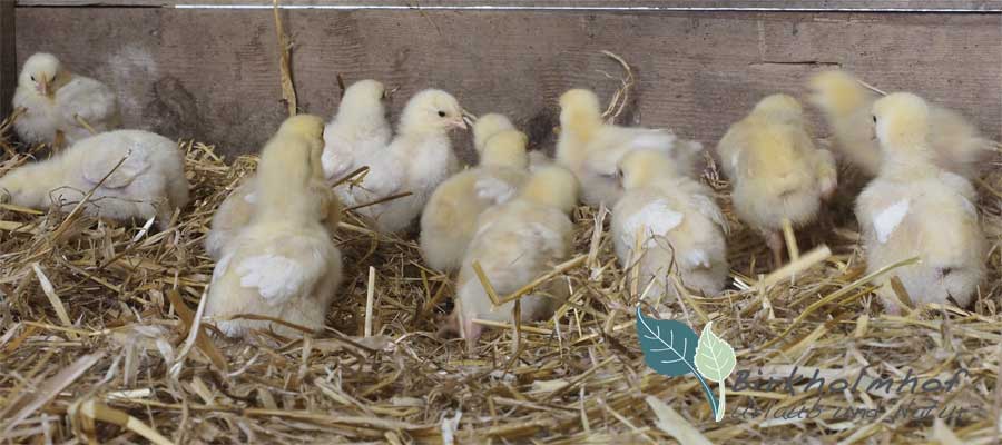 Niedliche Küken am Birkholmhof