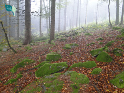 Steinwald und Natur - Natur-Urlaub in Bayern