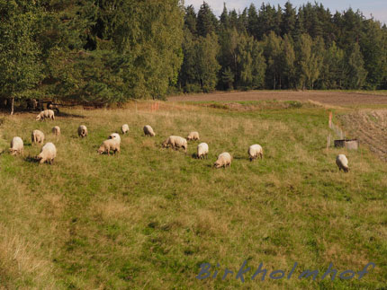 Herbstfest - Bierwandertag Friedenfels, Tiere am Wegrand