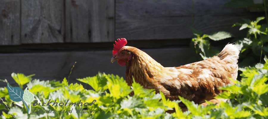 Ferienhof und Tiere