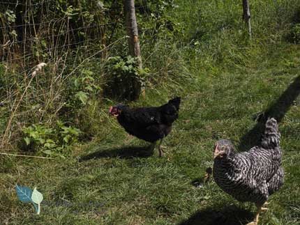 Hühner - Tiere in Bayern