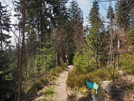 Im Steinwald wandern - Natur-Urlaub in Bayern