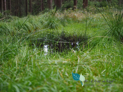 Hochmoor - Urlaub in Bayern